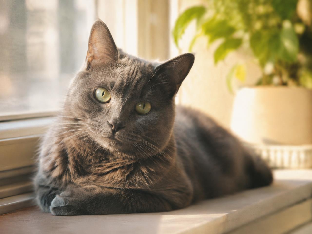 Gato gris mirando con calma desde una ventana soleada